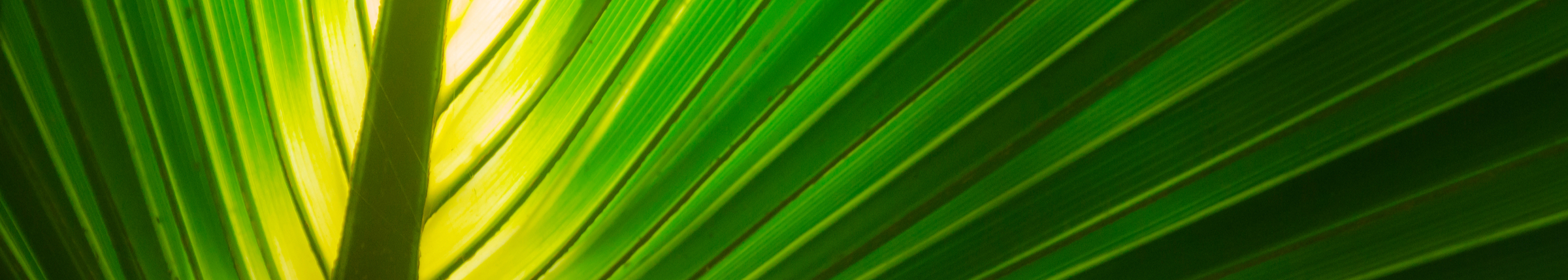 { Banner Image }